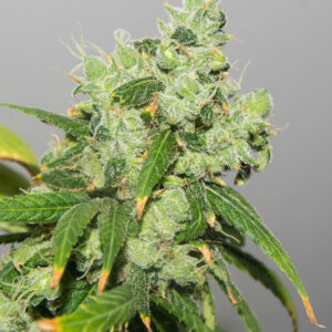 1988 Northern Lights #2