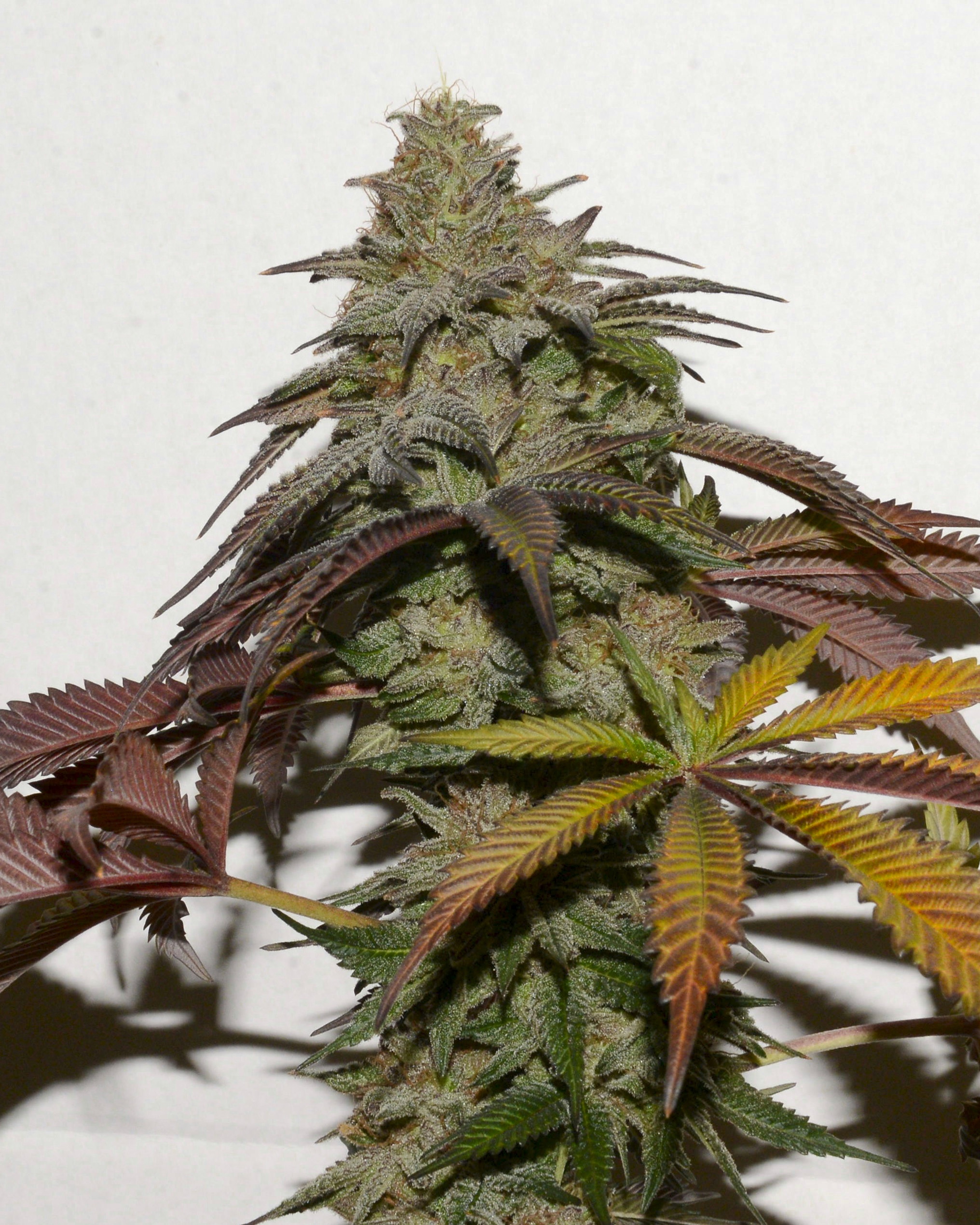 Grape Raspberry Grape Raspberry Seeds for Sale | Deep Ellum Seeds