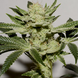 Silver Pearl x Face on Fire