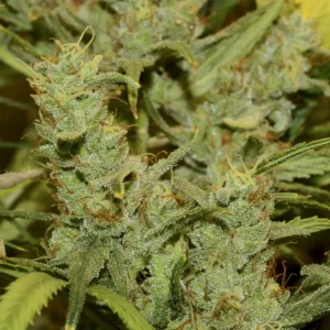 Skunk #1 x Haze - CLONE