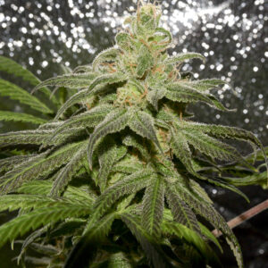 Blueberry Oaxacan x Blue Raspberry