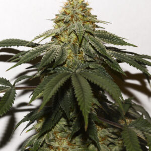 The Strawberry - CLONE