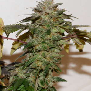 G13/HP x G13/NL2