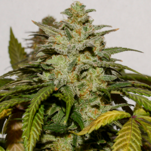 Lemon Pearl