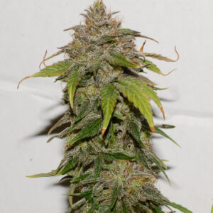NL#1 x G13HP
