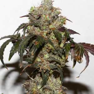 Triple G13